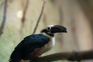 Vogel sitzt auf einem Ast