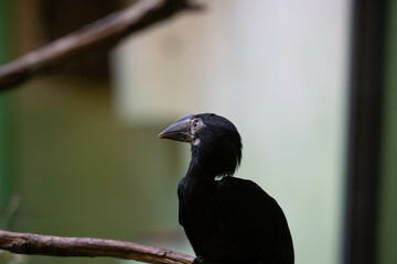 Vogel sitzt auf einem Ast