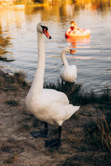 Obraz premium Two white swans graze on the banks of the river at sunset