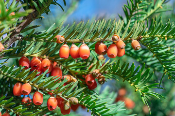 Bunches of ripe red berry yew in autumn garden. Taxus baccata fruits poisonous and inedible....