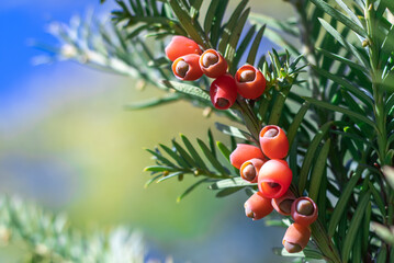 Bunches of ripe red berry yew in autumn garden. Taxus baccata fruits poisonous and inedible. Ornamental plant used in hedges. Yew european is conifer shrub. Material for making arc and arrows.