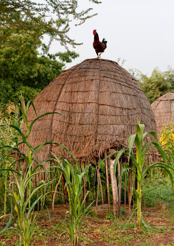 Rooster On Top Of Bodi Tribe Village Thatch Hut Omo Valley Ethiopia