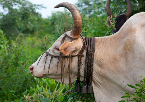 A White Cow Head Profile Among Bodi Tribe  Ethiopia
