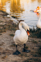 Two white swans graze on the banks of the river at sunset