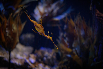 Sea Dragon in Aquarium