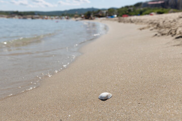 Fototapeta na wymiar White mussel on the sand of the seashore. Summer background.