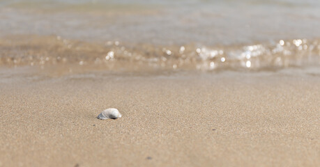 Fototapeta na wymiar White mussel on the sand of the seashore. Summer background.