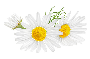 Chamomile flower isolated on white or transparent background. Camomile medicinal plant, herbal medicine. Two chamomile flowers with green leaves.