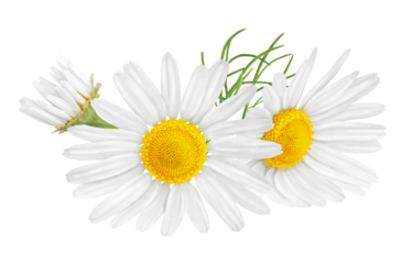Chamomile flower isolated on white or transparent background. Camomile medicinal plant, herbal medicine. Two chamomile flowers with green leaves.