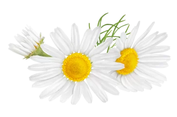 Fototapeten Chamomile flower isolated on white or transparent background. Camomile medicinal plant, herbal medicine. Two chamomile flowers with green leaves. © Olesia