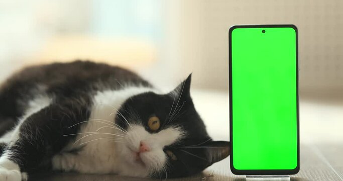 Funny cat lies near green screen phone for advertising. Pet near display device with chroma key. Kitten lying nearby mobile phone. Copy space in digital gadget. Domestic animal at home interior