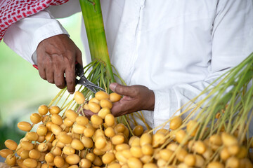 Close up. Arabian hand cutting a yellow date palm branch with scissors for separate sale to...