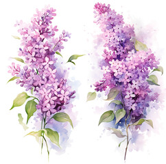 Watercolor lilac flowers