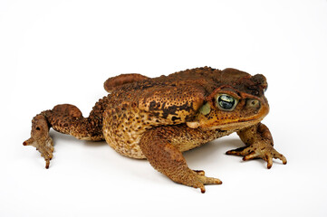 Cururu Toad, Rococo Toad // Rokokokröte (Rhinella diptycha / Rhinella schneideri)