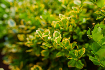 The leaves of the boxwood bush are evergreen. 