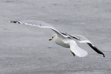 Fototapeta na wymiar Common gull