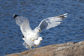Common Gull