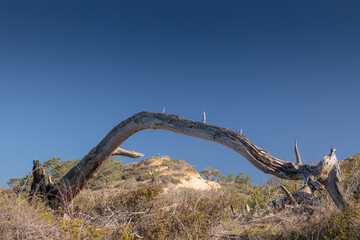 Branch framing sandstone cliffs in Torrey Pines California