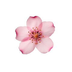 Pink sakura flower isolated on transparent background