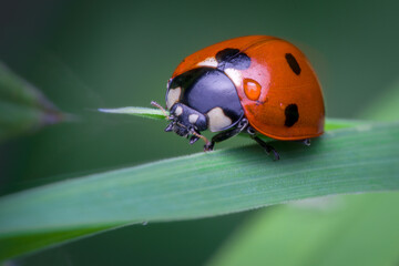 Naklejka premium ladybug