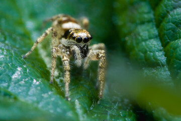 Zebra spider female (Salticus scenicus)