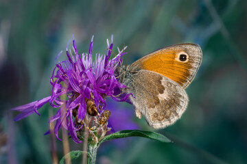 Small heath (Coenonympha pamphilus)
butterfly on brown knapweed - obrazy, fototapety, plakaty