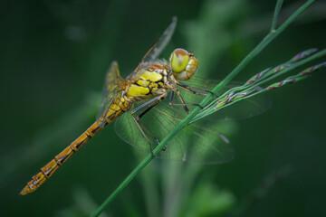 Common darter (Sympetrum striolatum), dragonfly, female