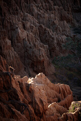 Sandstone Cliffs at Torrey Pines California