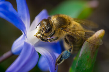 European honey bee (Apis mellifera)