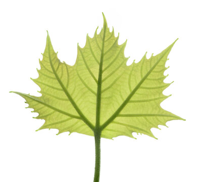 Plane  tree leaf