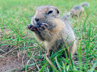 Prairie dog holding a sunflower seed at front paws and eating its