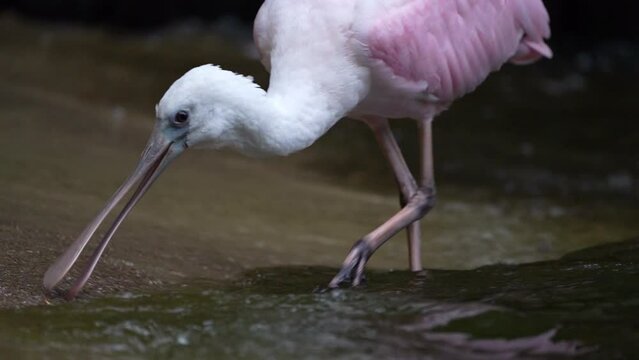 ein rosa l&ouml;ffler such mit dem schnabel im wasser nach futter, platalea ajaja