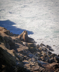 Sea Lions at La Jolla Cove