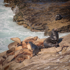 Sea Lions at La Jolla Cove