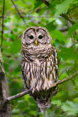 Barred Owl closeup portrait on tree branch against green leaves