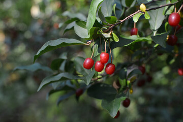 Goumi fruits (Elaeagnus multiflora)  are on the branch of the Goumi Berry Shrub in the garden. The fruits of Cherry Silverberry are ripening. The fruits of the goumi berry are edible.