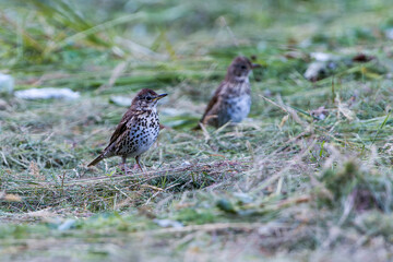 Singdrossel (Turdus philomelos)