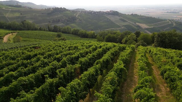 Europe, Italy, Oltrepo' Pavese Montalto - drone aerial view of amazing landscape countryside nature with vineyard production of vine area near Broni between Lombardy e Tuscany region 