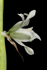 Drooping Star-of-Bethlehem (Ornithogalum nutans). Flower Closeup