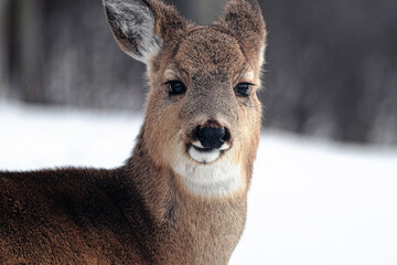 Whitetail Deer