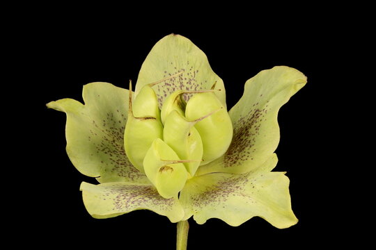Lenten Rose (Helleborus orientalis). Persistent Sepals and Follicles Closeup