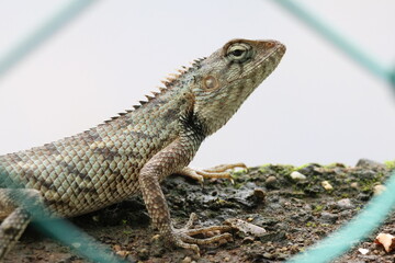 lizard on a rock Oriental garden lizard Indian chameleon