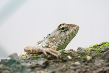 lizard on a tree Oriental garden lizard Indian chameleon