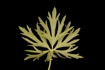 Meadow Buttercup (Ranunculus acris). Basal Leaf Closeup