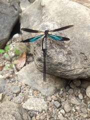 dragonfly on the stone