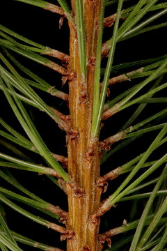 Mountain Pine (Pinus mugo). Twig Detail Closeup