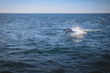 Obraz premium Common dolphins swimming off San Diego coast