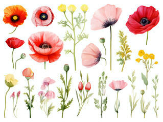 Obraz premium watercolor clipart flowers poppies on a white background, separated