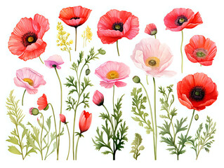Fototapeta premium watercolor clipart flowers poppies on a white background, separated