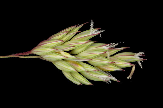 Reed Canary Grass (Phalaris arundinacea). Inflorescence Detail Closeup